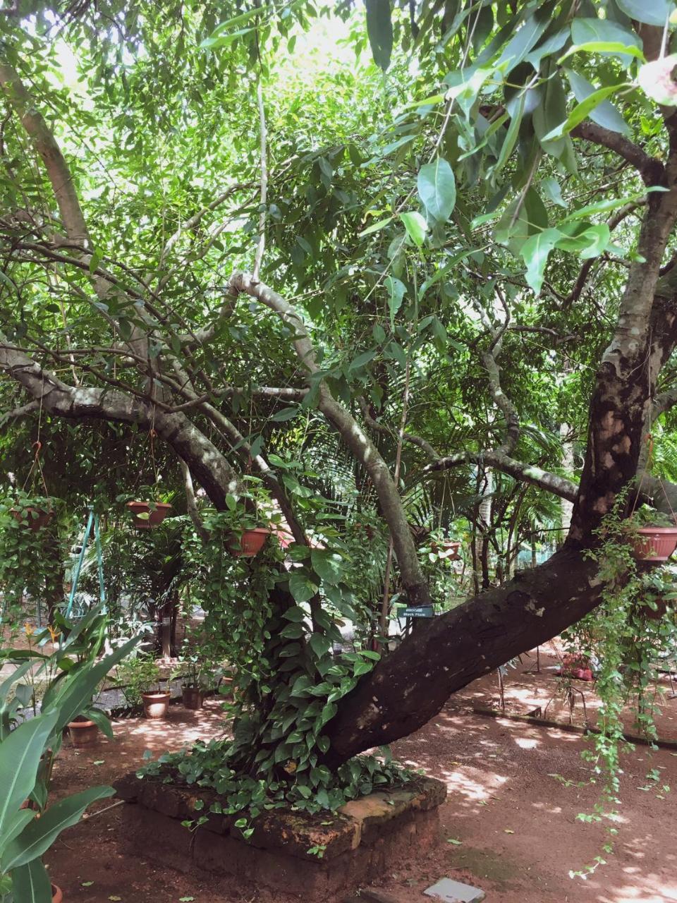 Palm Grove Service Villa Kochi Exterior photo